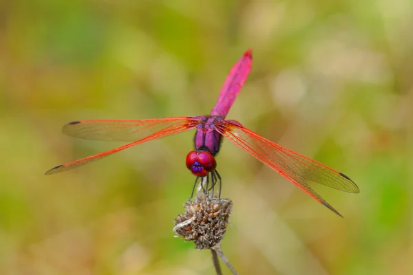 Dragonfly in the Botanical Gardens. — Stock Photo, Image