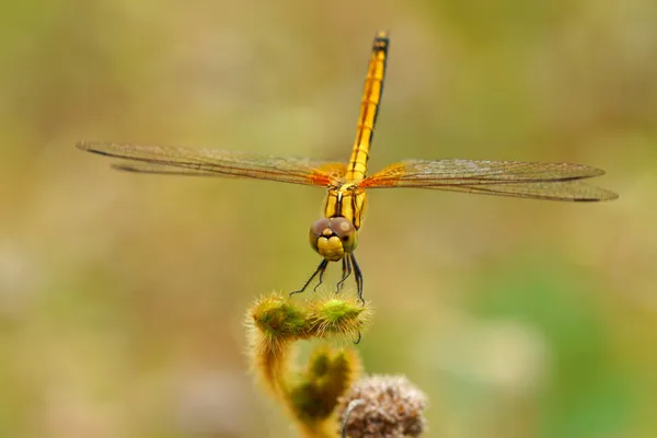 Libélula nos Jardins Botânicos . — Fotografia de Stock