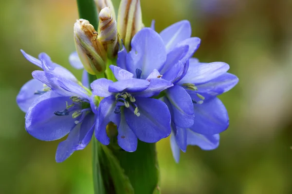 Flores silvestres azules . — Foto de Stock
