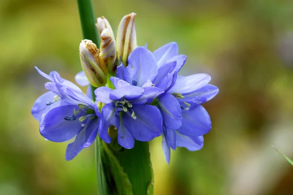 Flores silvestres azules . — Foto de Stock