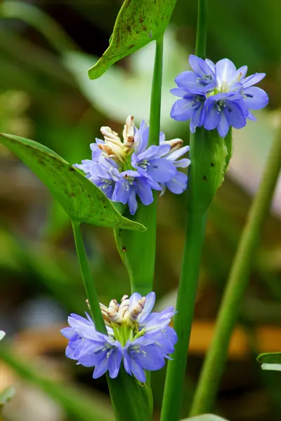 Modré květy. — Stock fotografie