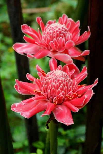 Tropisk blomma röd fackla ingefära. — Stockfoto