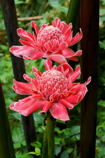 Tropisk blomma röd fackla ingefära. — Stockfoto