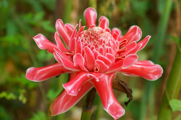 Tropische bloem rood fakkel gember. — Stockfoto