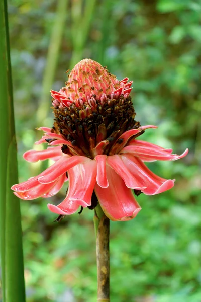 Flor tropical de jengibre rojo antorcha . — Foto de Stock