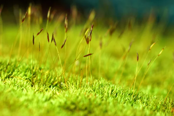 緑の苔背景とマクロ写真 — ストック写真