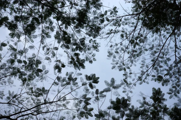 抽象的な木おおいの背景 — ストック写真