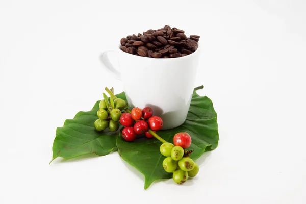 Raw and roasted coffee beans on a white background. — Stock Photo, Image