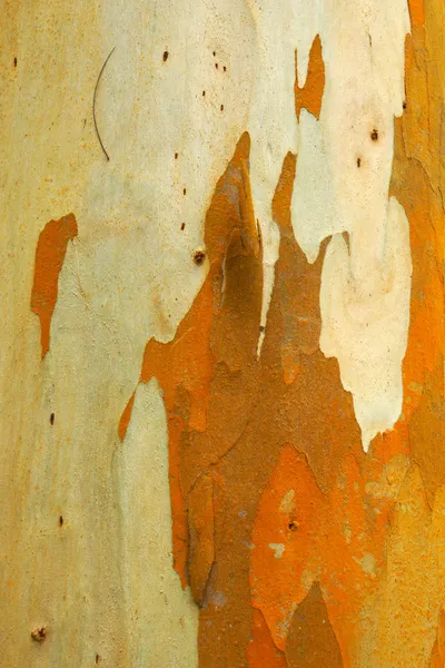 Kofferbak van eucalyptus boom — Stockfoto