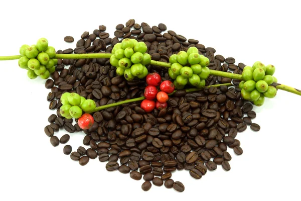 Raw and roasted coffee beans on a white background. — Stock Photo, Image