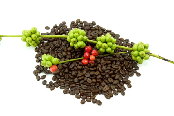 Rå och rostade kaffebönor på vit bakgrund. — Stockfoto