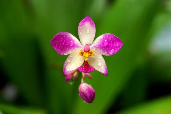 Orquídea vegetal em vaso — Fotografia de Stock