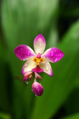 Saksılı bitki orkide