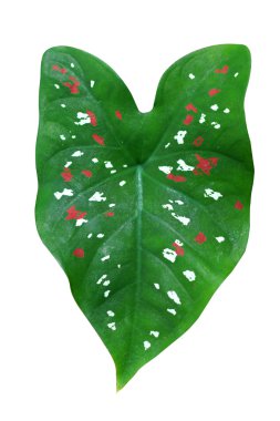 caladium becolor yeşil yaprakları.