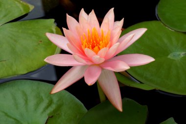 yağışlı sezon çiçek lotus çiçeği.