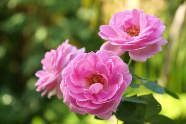 yağışlı sezon içinde pembe Gül.