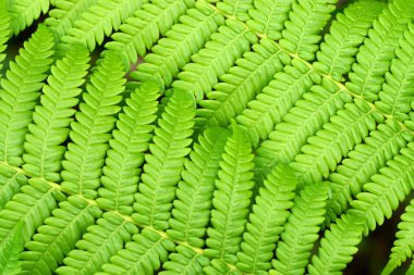 Green Fern in tropical forests. clipart