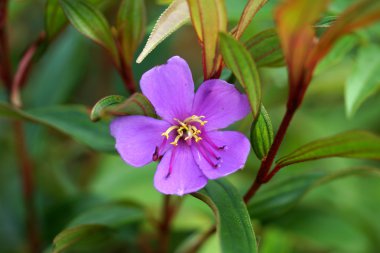 Malabar melastome (Hint ormangülü)