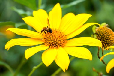 Mexican Sunflower Weed clipart