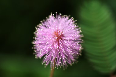 Pembe çiçekler duyarlı bitki Makro ( mimoza pudica )