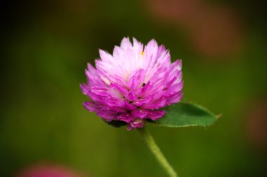 Küre amaranth veya lisans düğme çiçek kapatın. (gomphrena