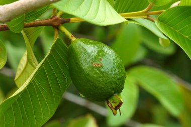 ağaç üzerinde ham guava.