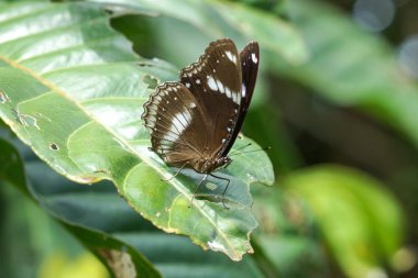 siyah kelebek bırakır