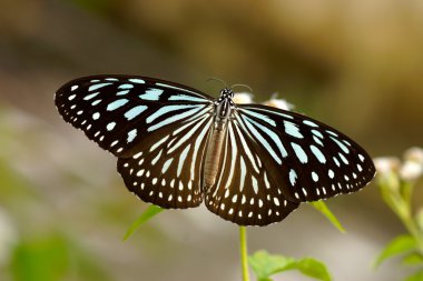 Koyu mavi kaplan kelebek (Tirumala septentrionis)