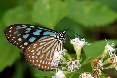 Koyu mavi kaplan kelebek (Tirumala septentrionis)