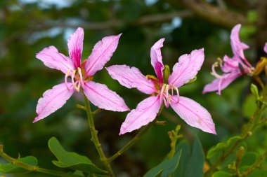 Kelebek ağacı, orkide ağaç, mor bauhinia