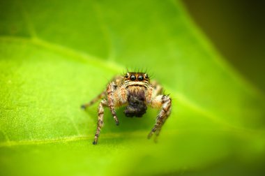 ayrıntılı bir görünümünü phiddipus regius örümcek atlama