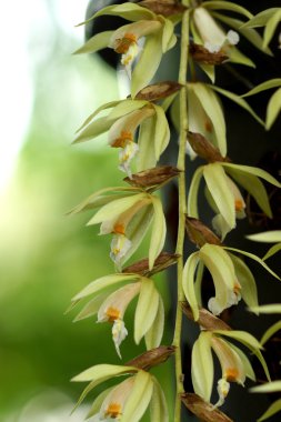yabani orkide çiçekleri