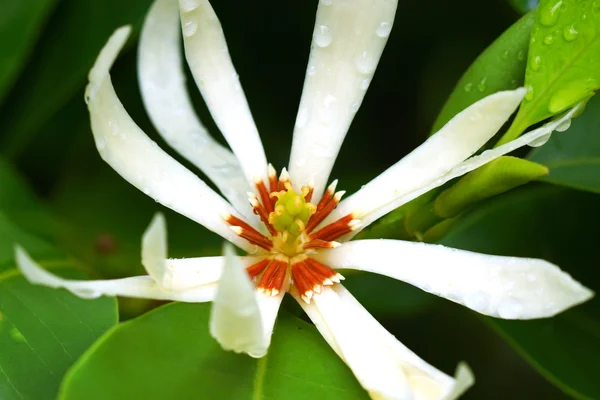 Champaka blanco en el árbol están floreciendo . —  Fotos de Stock