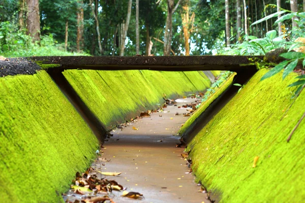 Bark and moss — Stock Photo, Image