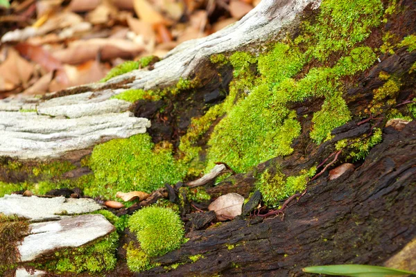 Rinde und Moos — Stockfoto