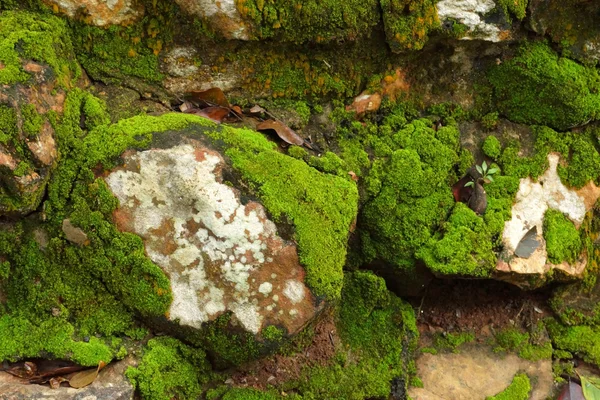 Bark and moss — Stock Photo, Image