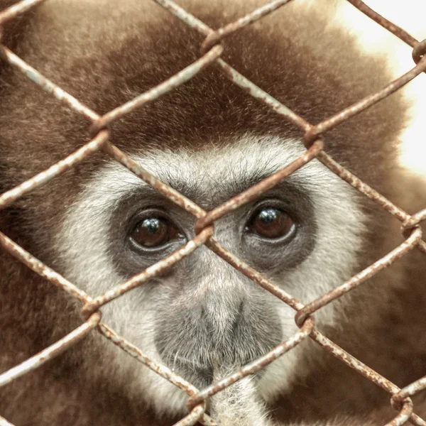 Gibbons in gevangenschap. — Stockfoto