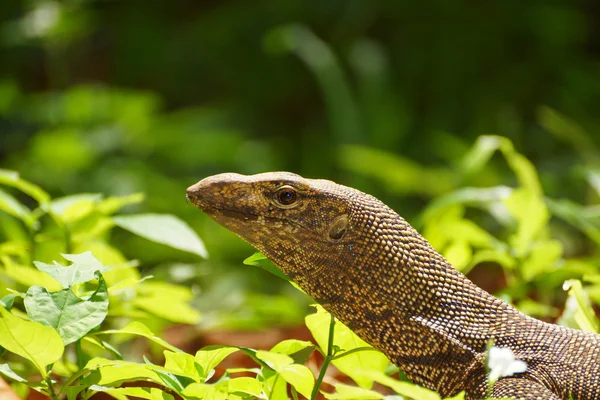 Bengálsko monitor ještěrka v pralese. — Stock fotografie