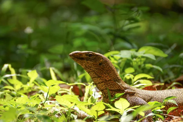 Lagarto Monitor de Bengala na floresta tropical . — Fotografia de Stock