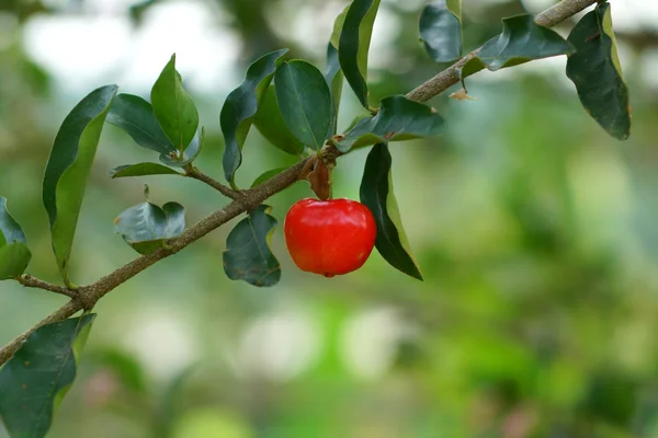 Red Barbados cherry on its tree in background — Stock Photo, Image