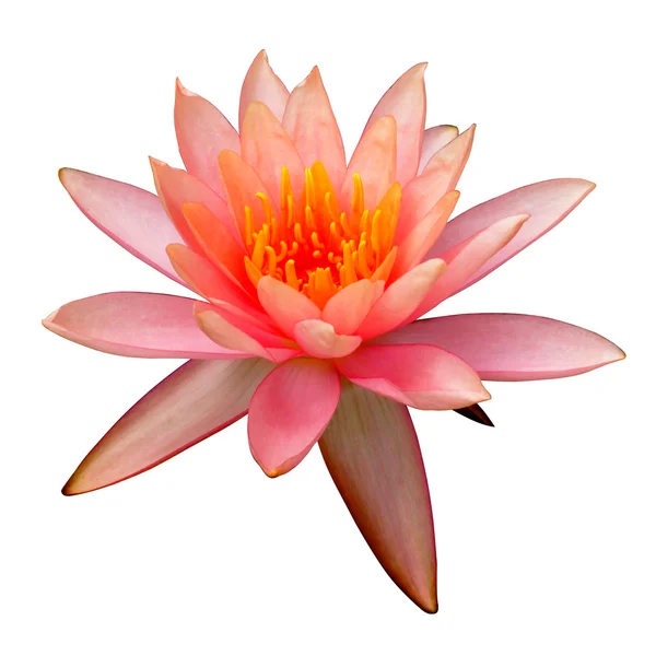 Lotus flower blooming in the rainy season. — Stock Photo, Image