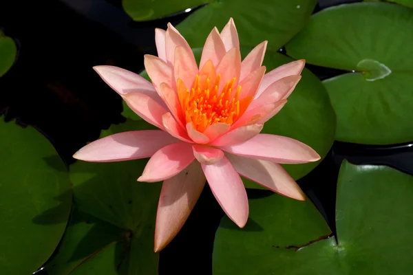 Flor de loto floreciendo en la temporada de lluvias . — Foto de Stock