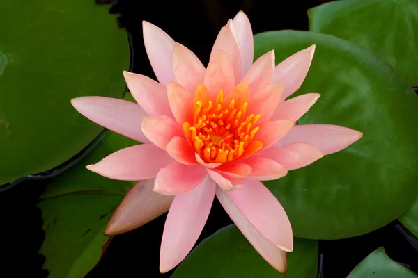 Lotus flower blooming in the rainy season. — Stock Photo, Image