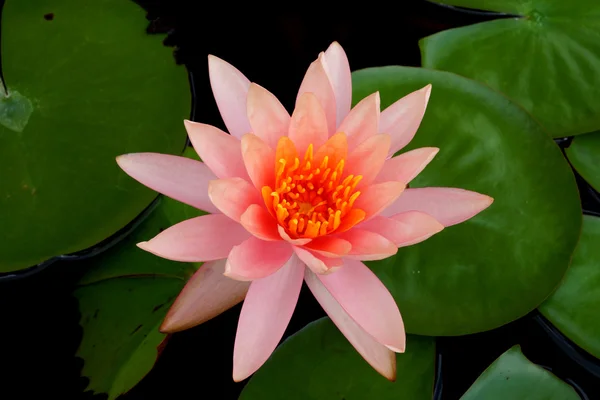 Lotus flower blooming in the rainy season. — Stock Photo, Image