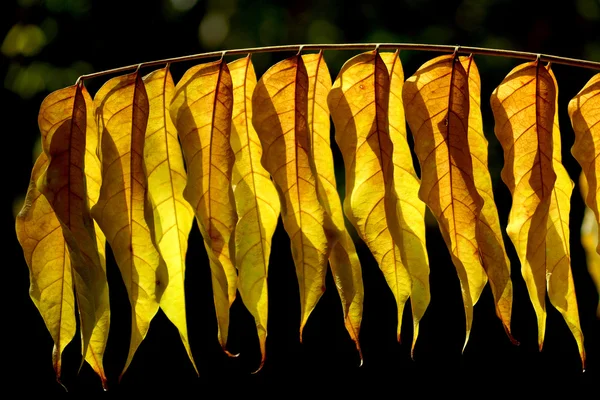 Suché listí na větvích za sluncem. — Stock fotografie