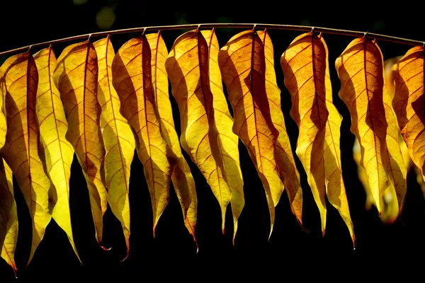 Сухие листья на ветвях за солнцем . — стоковое фото