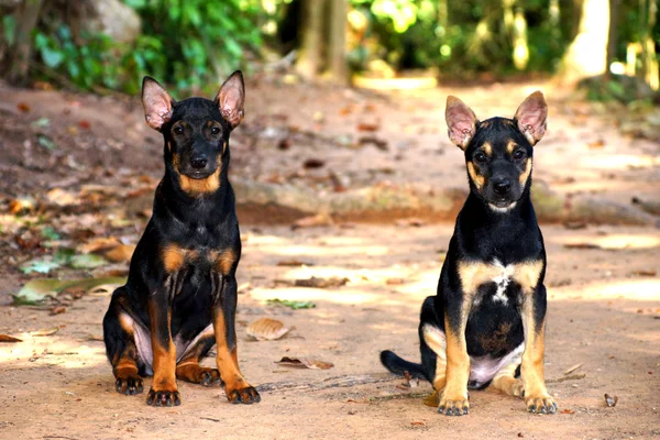 Retrato de dos cachorros negros . — Foto de Stock