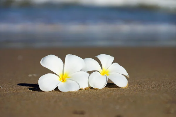 Biały i żółty frangipani kwiaty na plaży. — Zdjęcie stockowe