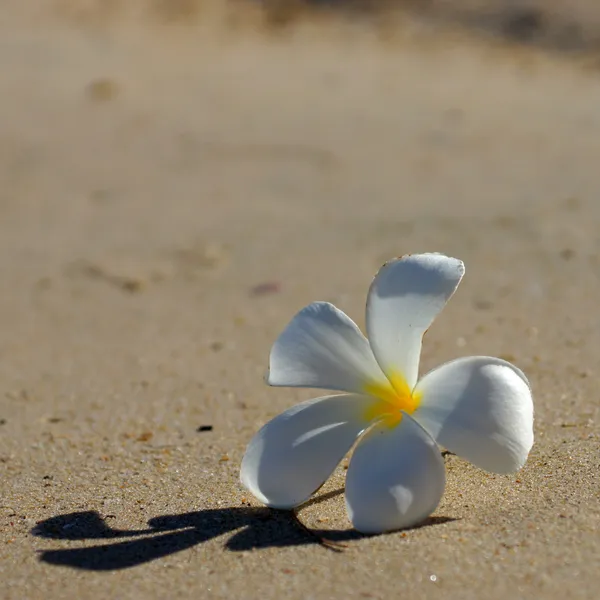 White and yellow frangipani flowers on the beach. — Stock Photo, Image