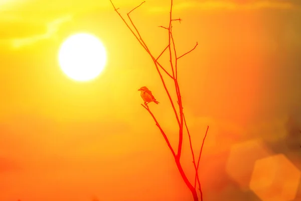 Birds on branches and sunshine — Stock Photo, Image